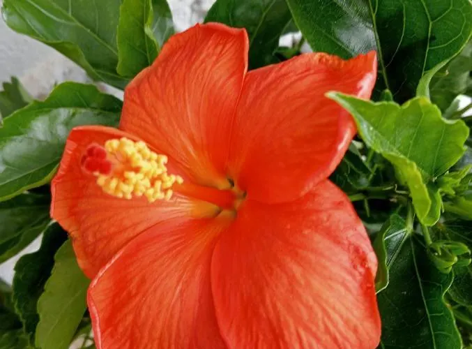 Casa Sofia Апартаменты